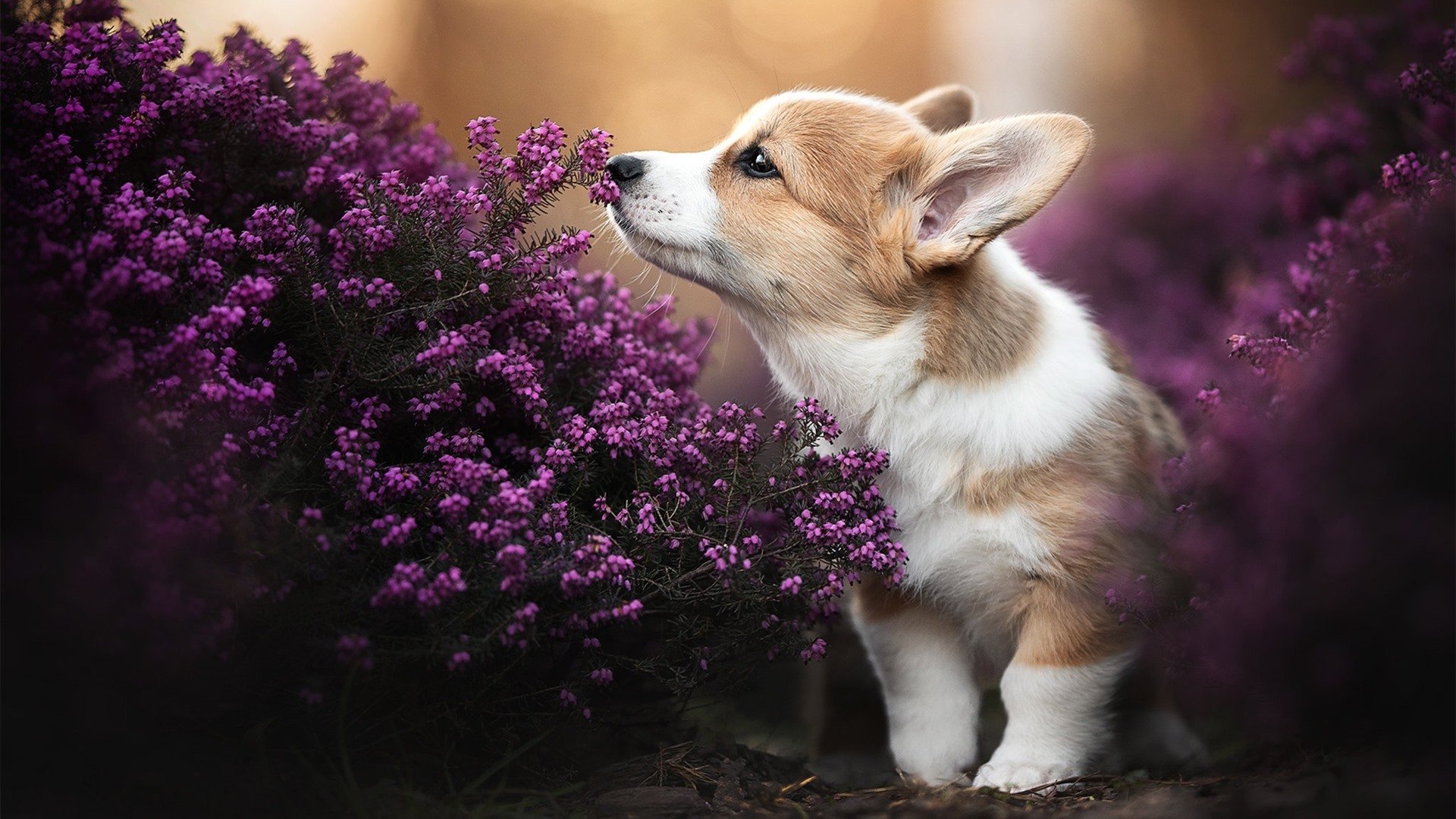 九游9游-“足球+文化+旅游”产业融合创新成果在行业内不断深化，行业活力持续释放